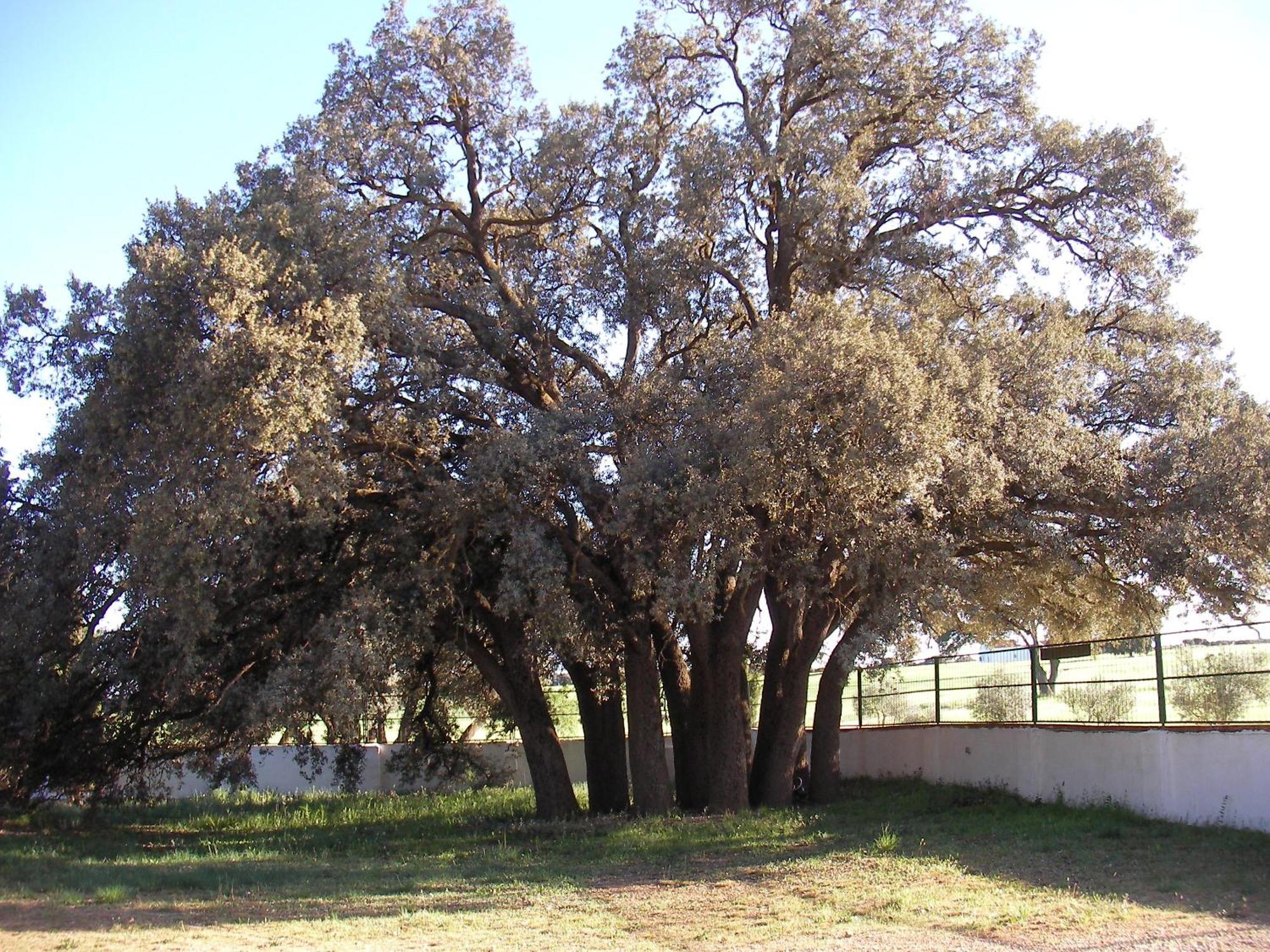Agroturismo Calixto Villarrobledo Dış mekan fotoğraf
